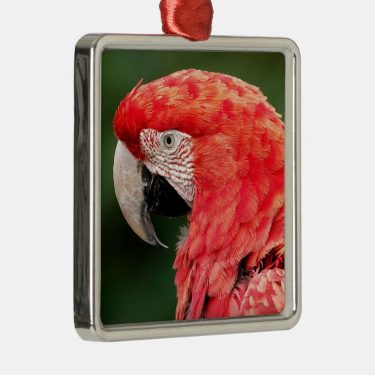 Portret groene ara metalen ornament (Rechts)