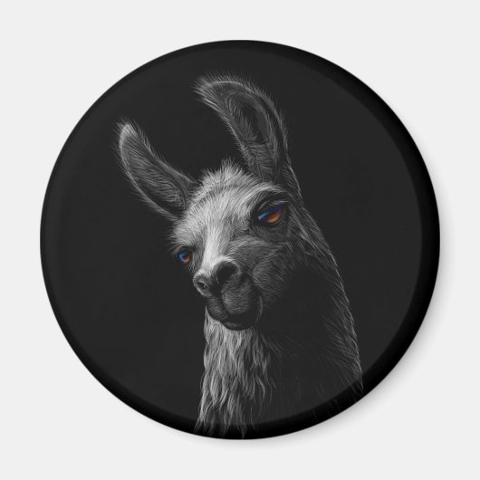 Portret Head Cute Llama met een zwarte achtergrond Magneet (Voorkant)