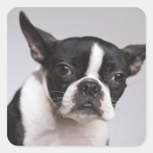 Portret hond vierkante sticker