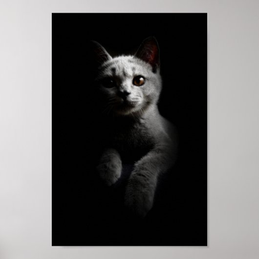 Portret kat/kutten/Kat Poster (Voorkant)