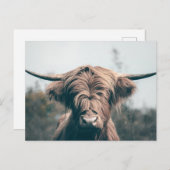 Portret koe Highland Briefkaart (Voorkant / Achterkant)