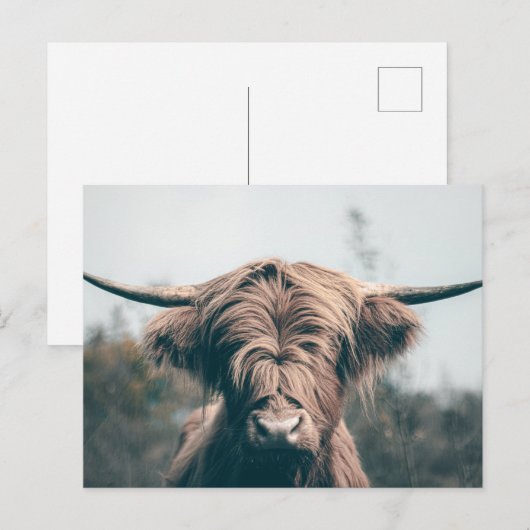 Portret koe Highland Briefkaart (Voorkant / Achterkant)