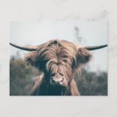 Portret koe Highland Briefkaart (Voorkant)