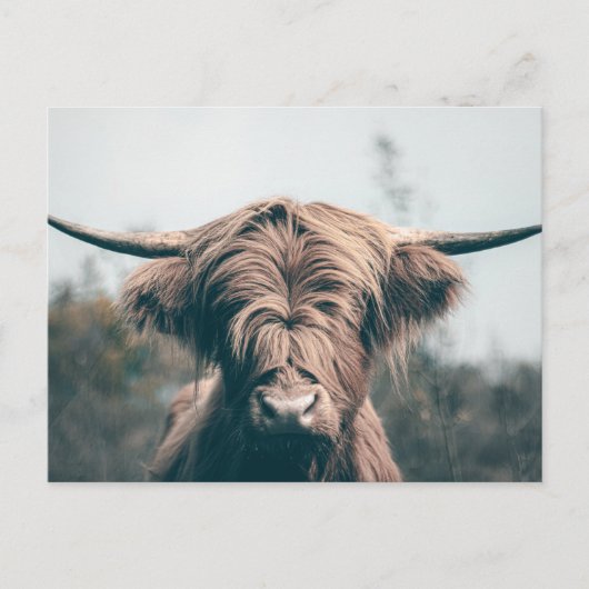 Portret koe Highland Briefkaart (Voorkant)