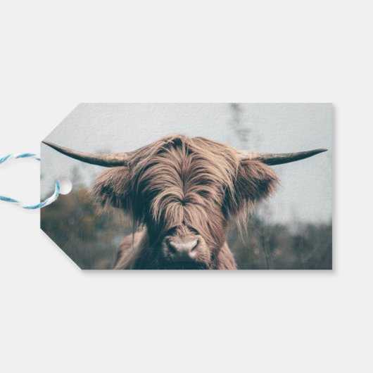 Portret koe Highland Cadeaulabel (Achterkant Horizontaal)