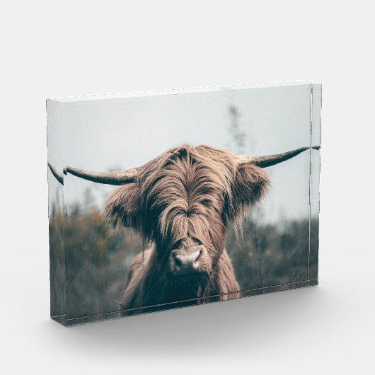 Portret koe Highland Fotoblokken (Links)