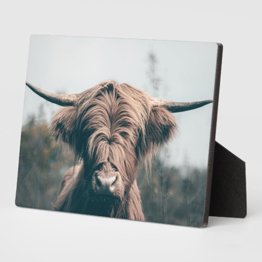 Portret koe Highland Fotoplaat (Zijkant)
