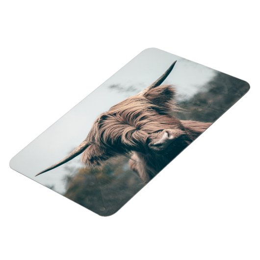 Portret koe Highland Magneet (Linkerzijde)