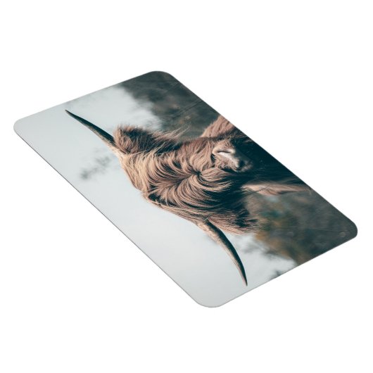 Portret koe Highland Magneet (Rechterzijde)