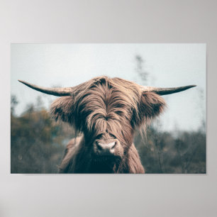 Portret koe Highland Poster