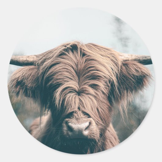 Portret koe Highland Ronde Sticker (Voorkant)