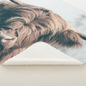 Portret koe Highland Sherpa Deken (3/4)