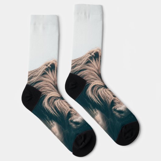 Portret koe Highland Sokken (Rechts)