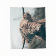 Portret koe Highland