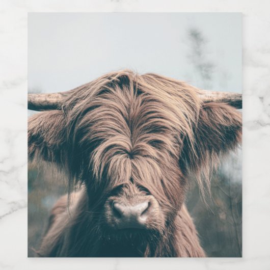 Portret koe Highland Wijn Etiket (Enkel label)