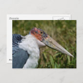 Portret marabou stork briefkaart (Voorkant / Achterkant)