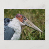Portret marabou stork briefkaart (Voorkant)