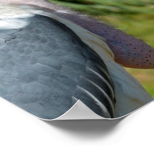 Portret marabou stork poster (Hoek)