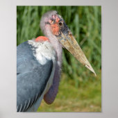 Portret marabou stork poster (Voorkant)