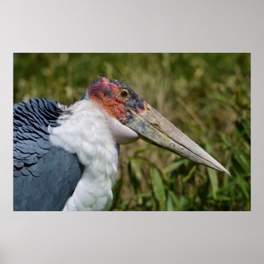 Portret marabou stork poster (Voorkant)