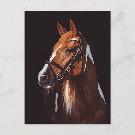 Portret mooie bruine verf paard foto briefkaart (Voorkant)