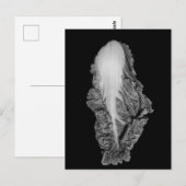 Portret Napa Cabbage Foto Briefkaart (Voorkant / Achterkant)