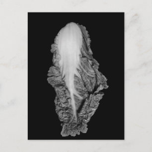 Portret Napa Cabbage Foto Briefkaart