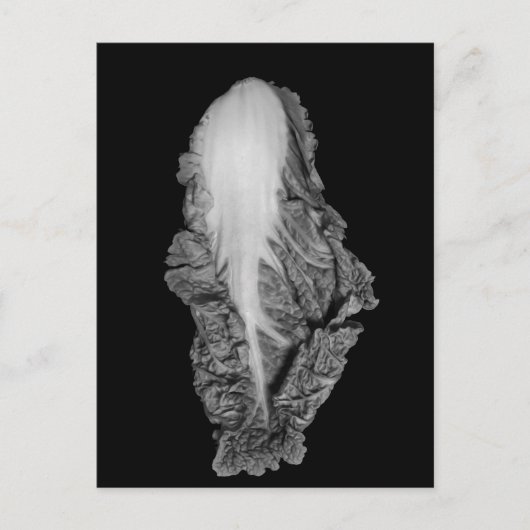Portret Napa Cabbage Foto Briefkaart (Voorkant)