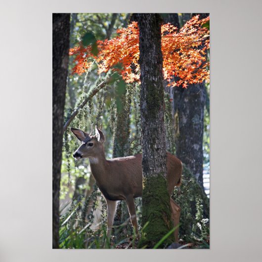 "Portret of Peace" Poster (Voorkant)