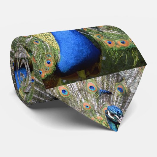 Portret pauock-scherm stropdas (Opgerold)