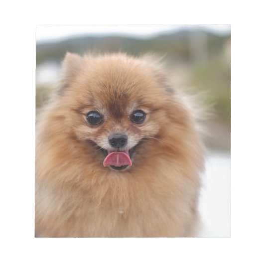 Portret Pommerse Hond Notitieblok (Voorkant)
