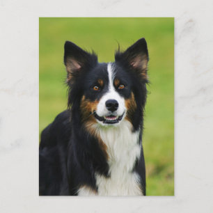 Portret Postkarte/Hunde Border Collie Briefkaart