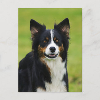 Portret Postkarte/Hunde Border Collie Briefkaart