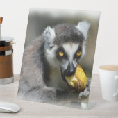 Portret ringstaartmaki eten een banaan reclamebord met voetstuk (Insitu)