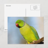 Portret Roos-ringed paraket Briefkaart (Voorkant / Achterkant)