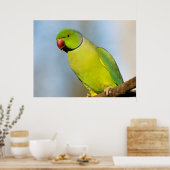 Portret Roos-ringed paraket Poster (Keuken)