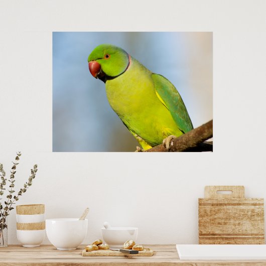 Portret Roos-ringed paraket Poster (Keuken)