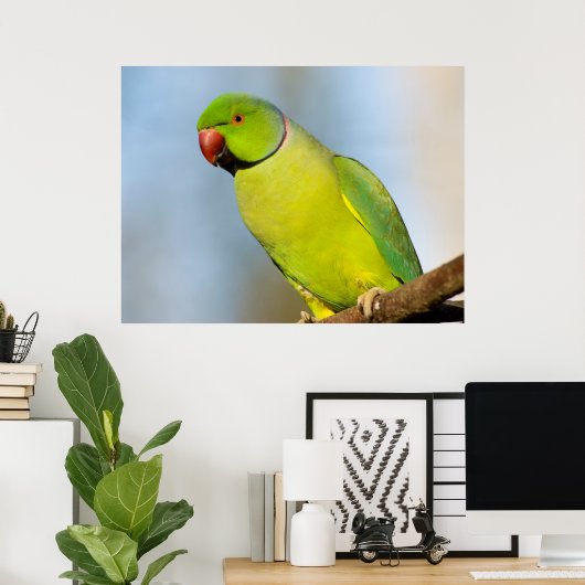 Portret Roos-ringed paraket Poster (Thuiskantoor)