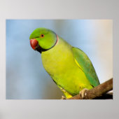 Portret Roos-ringed paraket Poster (Voorkant)