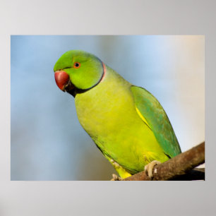Portret Roos-ringed paraket Poster