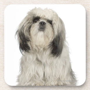 Portret Tibetan Terrier-puppy Bier Onderzetter