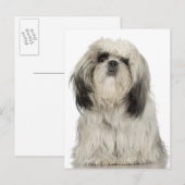 Portret Tibetan Terrier-puppy Briefkaart (Voorkant / Achterkant)
