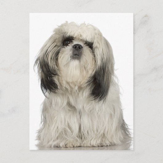 Portret Tibetan Terrier-puppy Briefkaart (Voorkant)