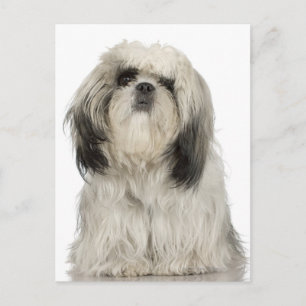 Portret Tibetan Terrier-puppy Briefkaart