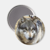 Portret van A Wolf Magneet (Voorkant / Achterkant)