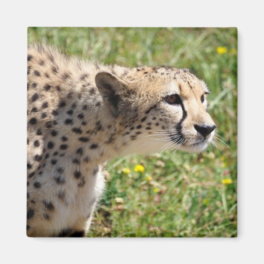 Portret van Afrikaanse Cheetah Magneet (Voorkant)