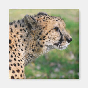 Portret van Afrikaanse Cheetah Magneet