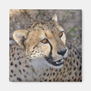 Portret van Afrikaanse Cheetah Magneet