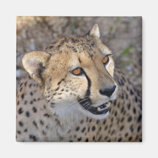 Portret van Afrikaanse Cheetah Magneet (Voorkant)