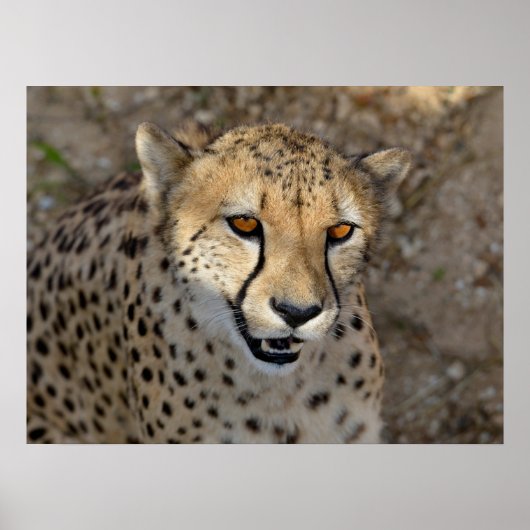Portret van Afrikaanse Cheetah Poster (Voorkant)